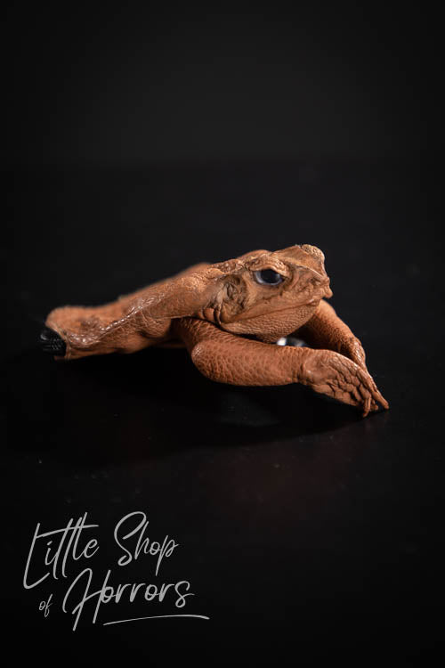 Cane Toad Taxidermy Coin Purse - Little Shop of Horrors