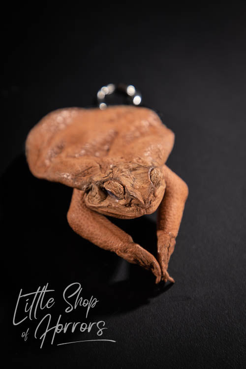 Cane Toad Taxidermy Coin Purse - Little Shop of Horrors