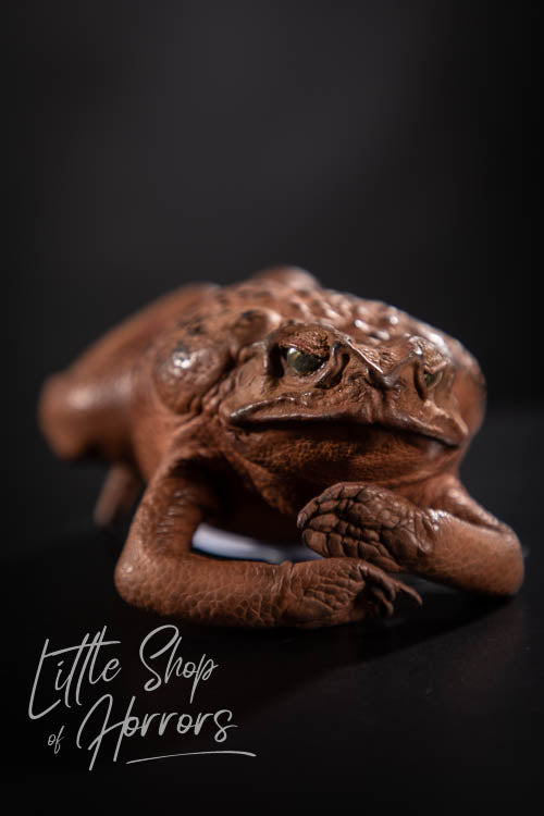 Cane Toad Taxidermy XL - Little Shop of Horrors