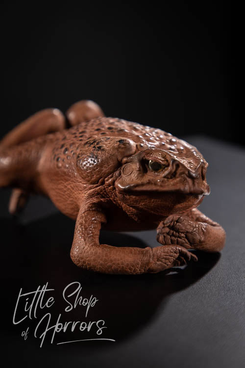 Cane Toad Taxidermy XL - Little Shop of Horrors