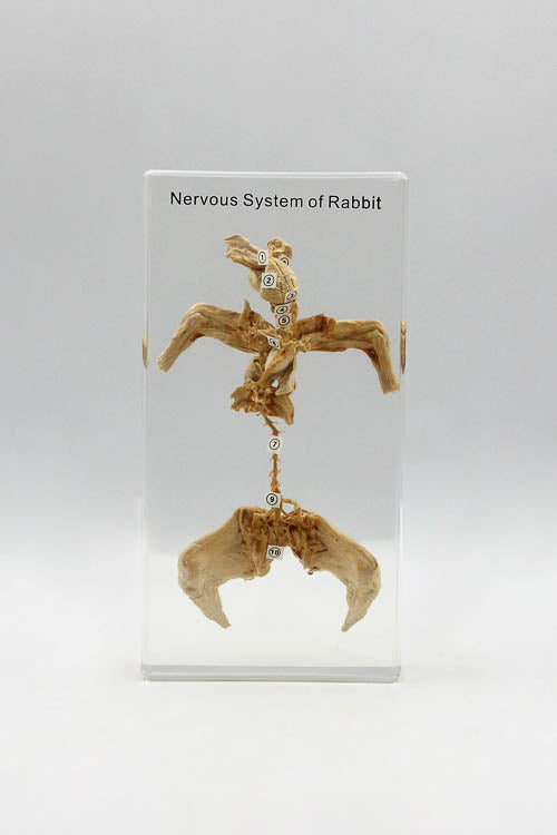 Rabbit Nervous System in Resin - Little Shop of Horrors