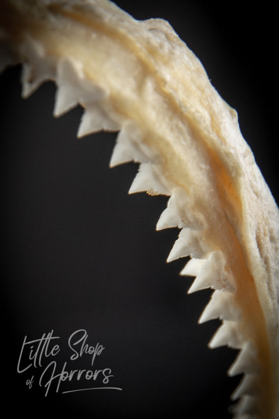 Silky Shark Jaws 23cm - Little Shop of Horrors