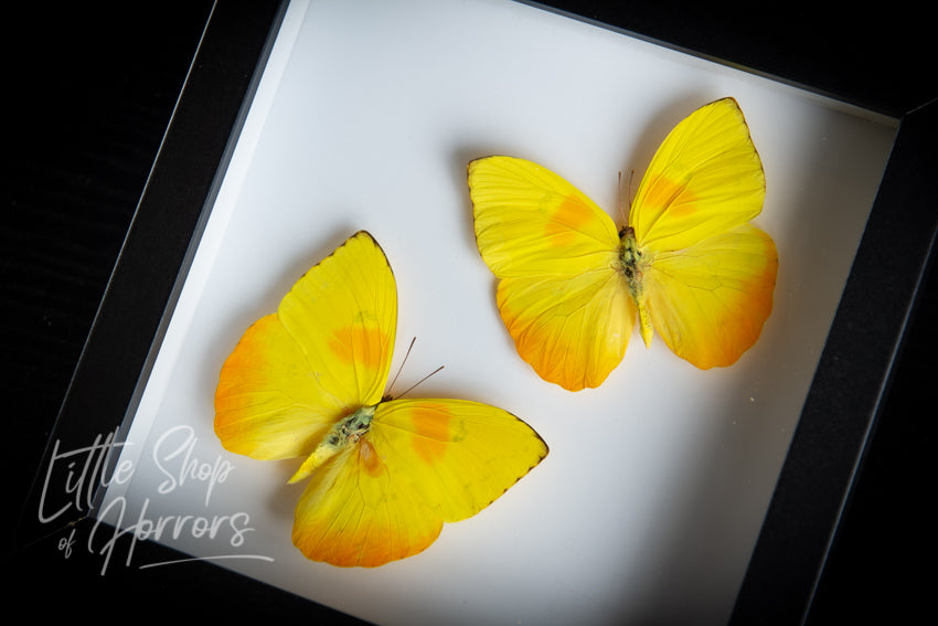 Phoebis Philea (Orange Barred Sulphur Butterfly) - Little Shop of Horrors