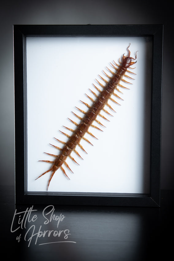 Scolopendra Subspinipes (Centipede GIANT) - Little Shop of Horrors