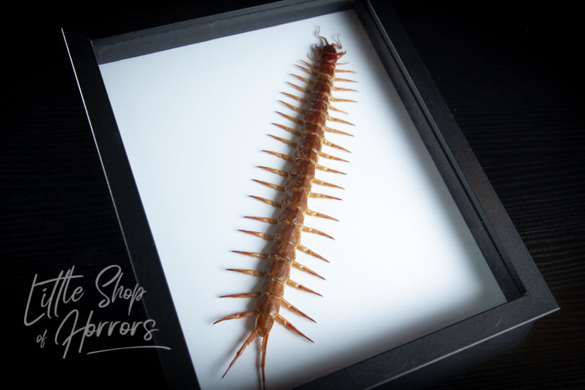 Scolopendra Subspinipes (Centipede GIANT) - Little Shop of Horrors