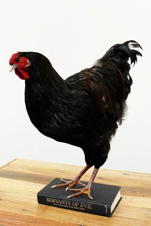 Taxidermy Rooster: Roberto - Little Shop of Horrors