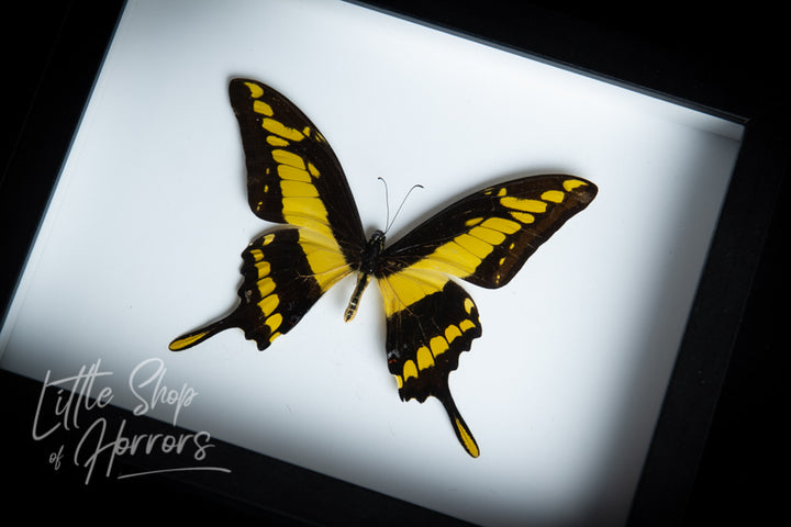 Papilio Thoas (Tiger Swallowtail) - Little Shop of Horrors