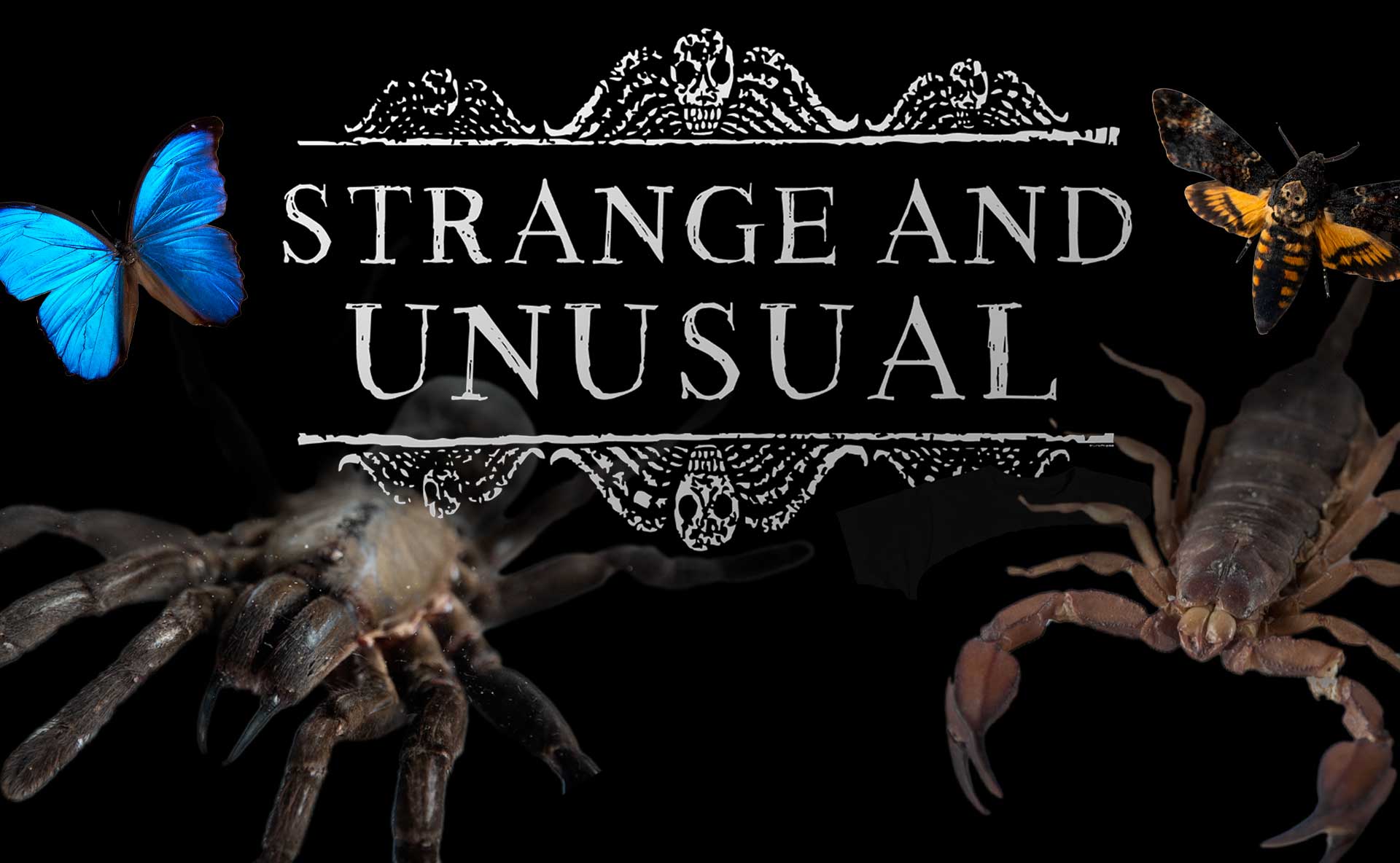 ODDITIES - Little Shop of Horrors