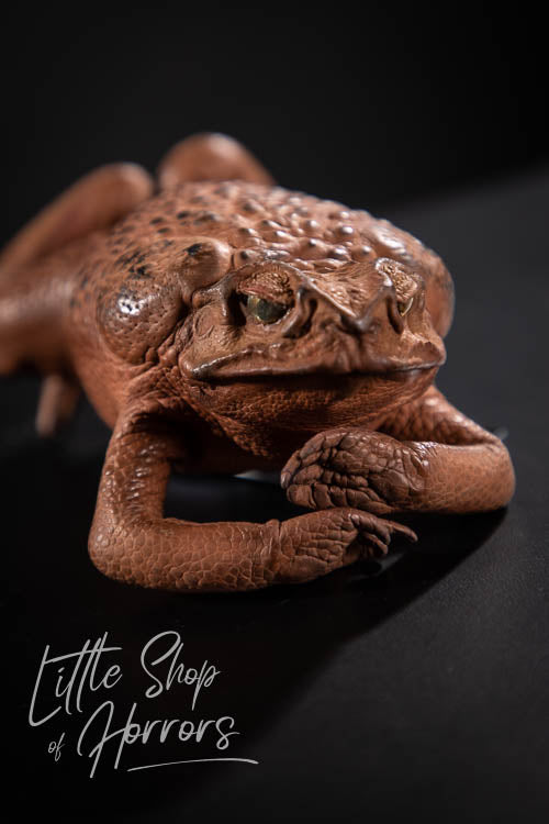 Cane Toad Taxidermy XL - Little Shop of Horrors