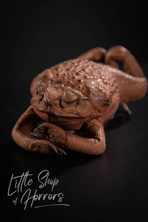 Cane Toad Taxidermy XL - Little Shop of Horrors