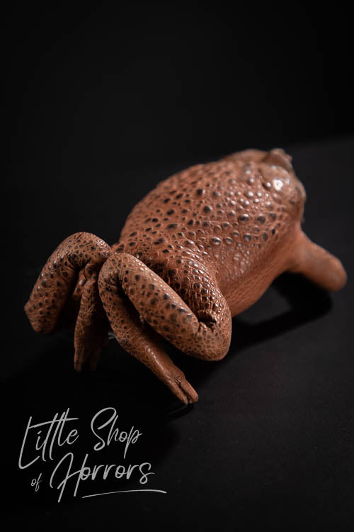 Cane Toad Taxidermy XL - Little Shop of Horrors