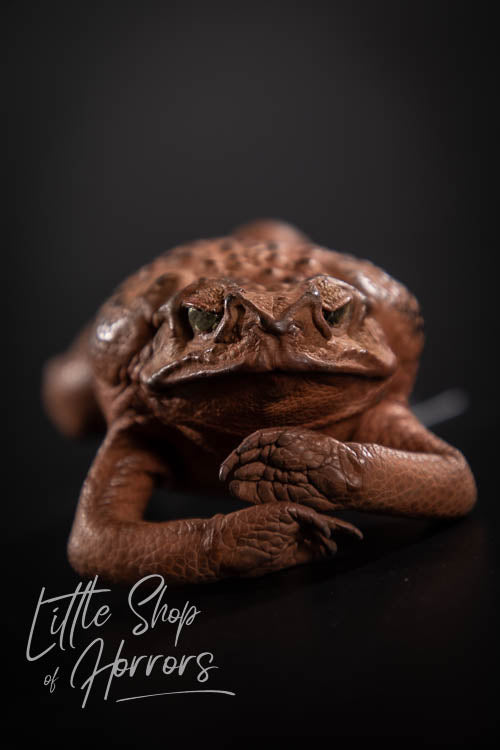 Cane Toad Taxidermy XL - Little Shop of Horrors