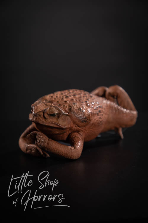 Cane Toad Taxidermy XL - Little Shop of Horrors