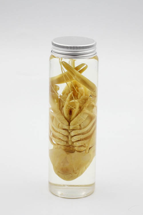 Crustacean Wet Specimen - Little Shop of Horrors