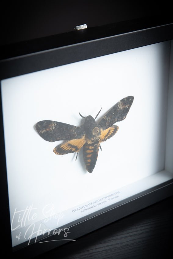Deaths Head Hawkmoth - Little Shop of Horrors - Mornington Peninsula Melbourne