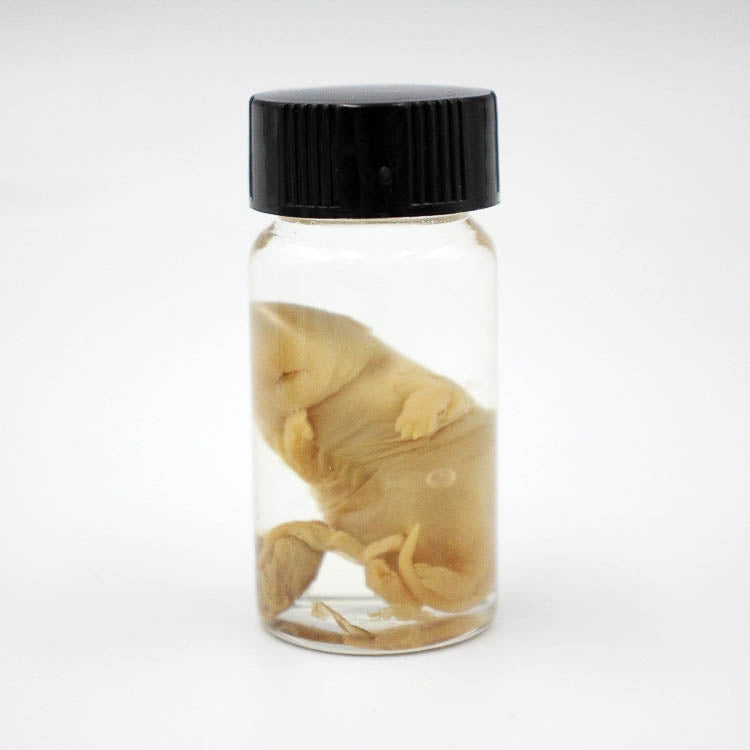 Fetal Puppy Wet Specimen: Small - Little Shop of Horrors
