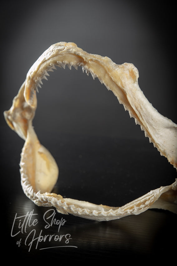 Silky Shark Jaws 23cm - Little Shop of Horrors