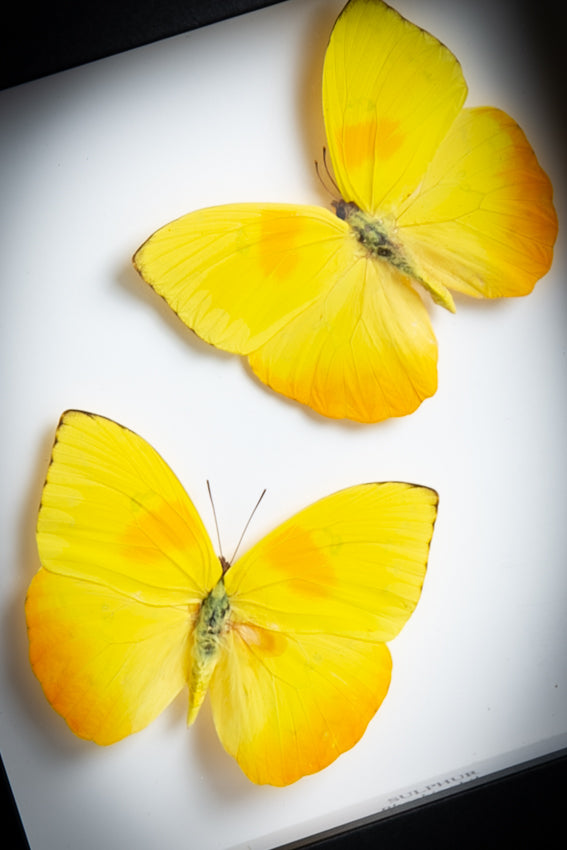 Phoebis Philea (Orange Barred Sulphur Butterfly) - Little Shop of Horrors