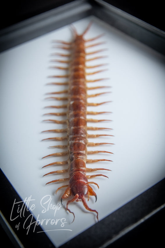 Scolopendra Subspinipes (Centipede GIANT) - Little Shop of Horrors