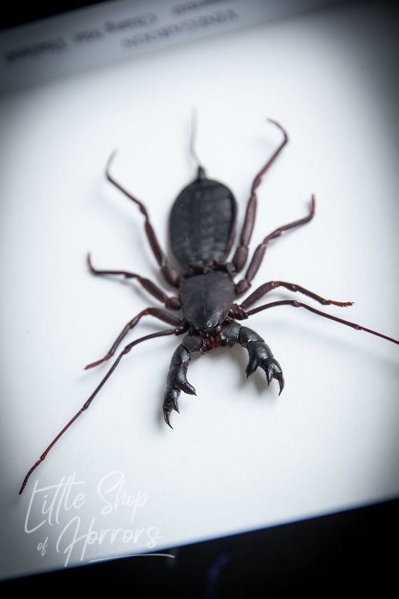 Vinegaroon (Whip Scorpion) - Little Shop of Horrors - Mornington Peninsula Melbourne