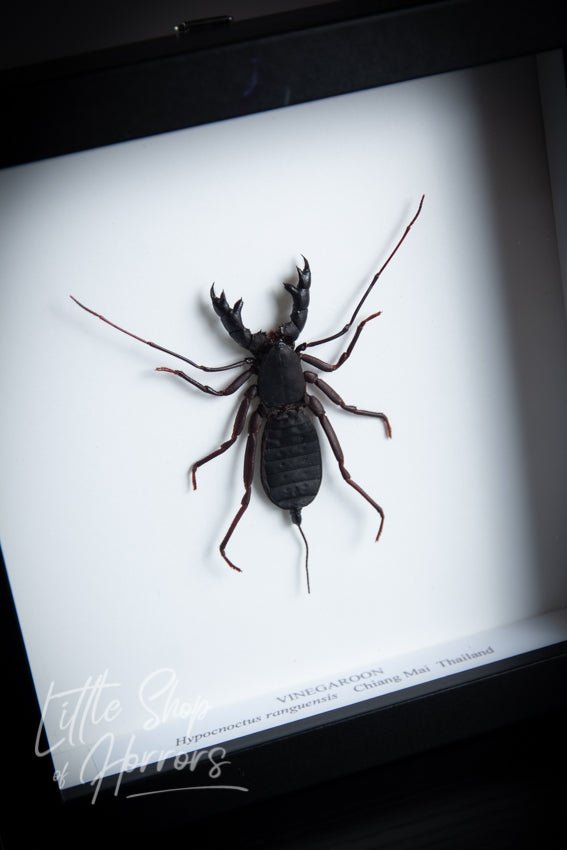 Vinegaroon (Whip Scorpion) - Little Shop of Horrors - Mornington Peninsula Melbourne