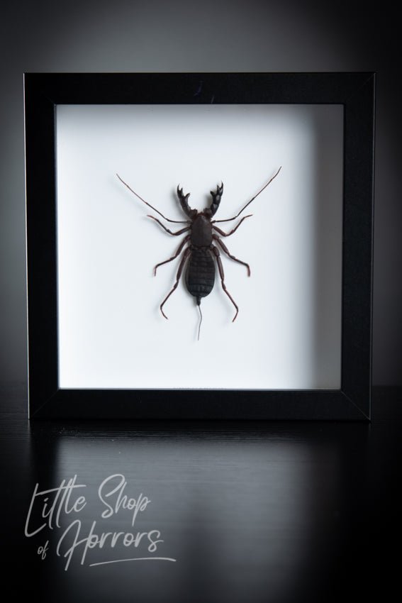 Vinegaroon (Whip Scorpion) - Little Shop of Horrors - Mornington Peninsula Melbourne