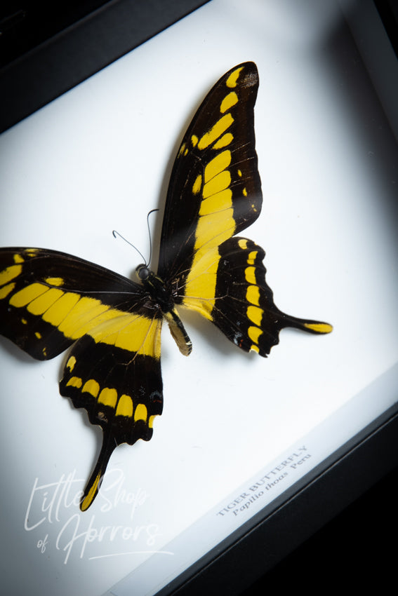 Papilio Thoas (Tiger Swallowtail) - Little Shop of Horrors